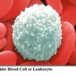 leukociti