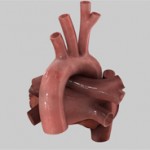 Aorta