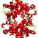 hemoglobin